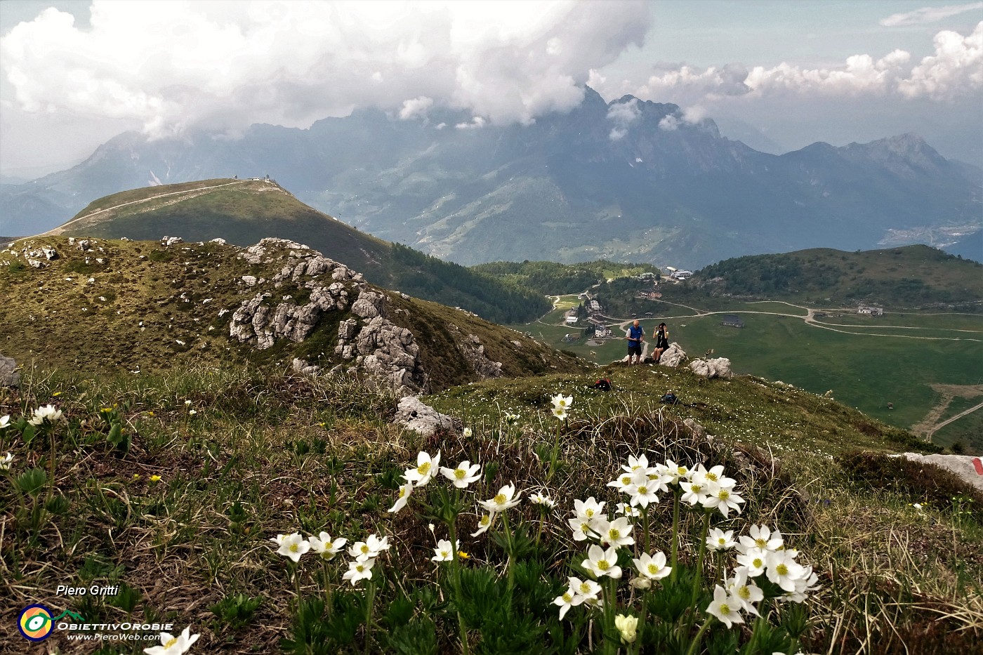 44 Anemone narcissino con vista sui Piani di Bobbio e in Grignone .JPG